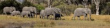 Elephant Train Elephant Train